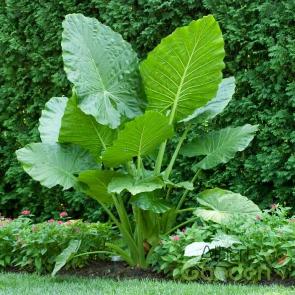 Óriás elefántfül leucocasia gigantea 'laosy giant'