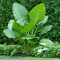 Óriás elefántfül leucocasia gigantea 'laosy giant'