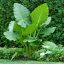 Óriás elefántfül leucocasia gigantea 'laosy giant'