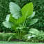 Óriás elefántfül leucocasia gigantea 'laosy giant'