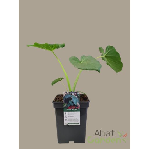 Óriás elefántfül leucocasia gigantea 'laosy giant'