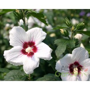 Mályvacserje hibiscus syriacus 'red heart'