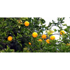 Télálló vadcitrom poncirus trifoliata 