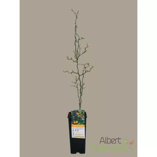 Télálló vadcitrom poncirus trifoliata 