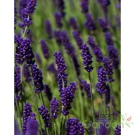 Levendula 'Hidcote blue'