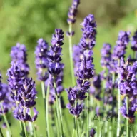 Mélykéklila levendula Angustifolia Hidcote Blue évelő kerti virág, felfelé álló virágszárakkal közelről