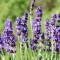 Mélykéklila levendula Angustifolia Hidcote Blue évelő kerti virág, felfelé álló virágszárakkal közelről