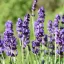 Mélykéklila levendula Angustifolia Hidcote Blue évelő kerti virág, felfelé álló virágszárakkal közelről