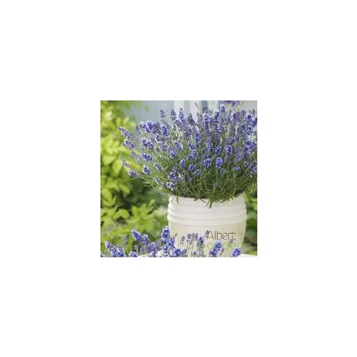 Levendula 'Hidcote blue'