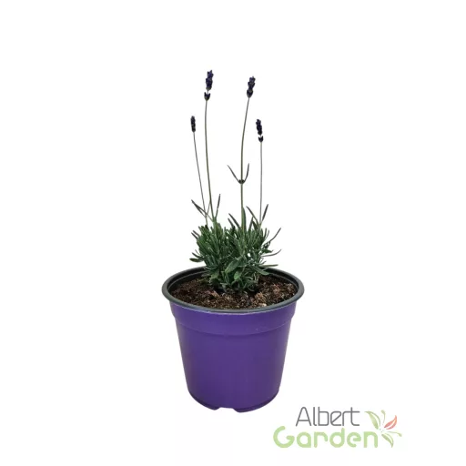 Mélykéklila levendula Angustifolia Hidcote Blue évelő kerti virág, felfelé álló virágszárakkal közelről