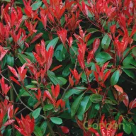 Korallberkenye 'Photinia fraseri Corallina'