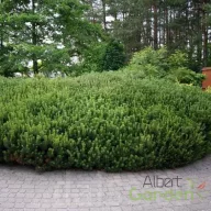   Havasi törpefenyő 'Pinus mugo var. 'Pumilio'
