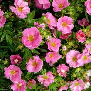 cserjés pimpó potentilla fruticosa 