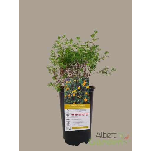 cserjés pimpó potentilla fruticosa 