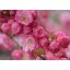 babarózsa prunus triloba 