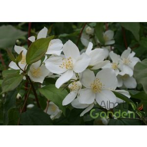 jezsámen philadelphus 'lemoinei'