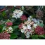 Örökzöld bangita viburnum tinus 'eve price'