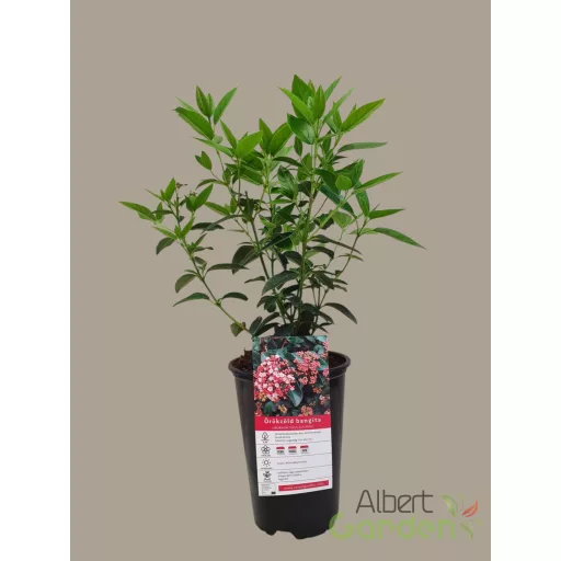 Örökzöld bangita viburnum tinus 'eve price'