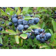 Kökény, prunus spinosa