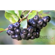 Fekete törpeberkenye, aronia melanocarpa
