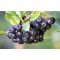 Fekete törpeberkenye, aronia melanocarpa