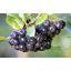 Fekete törpeberkenye, aronia melanocarpa