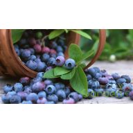 Áfonya 'bluecrop'