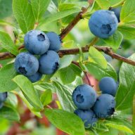 Kék áfonya 'Vaccinium corymbosum bluecrop'