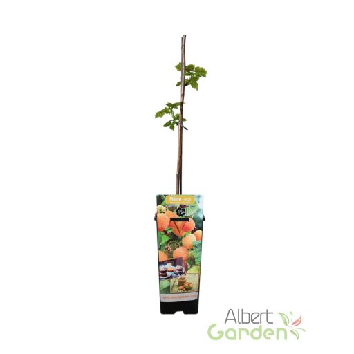 Málna-sárga 'Golden Quenn'