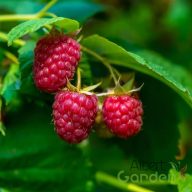 Málna-őszi 'Authum Bliss'