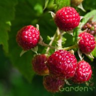 Málna-tavaszi 'Glen Ample'