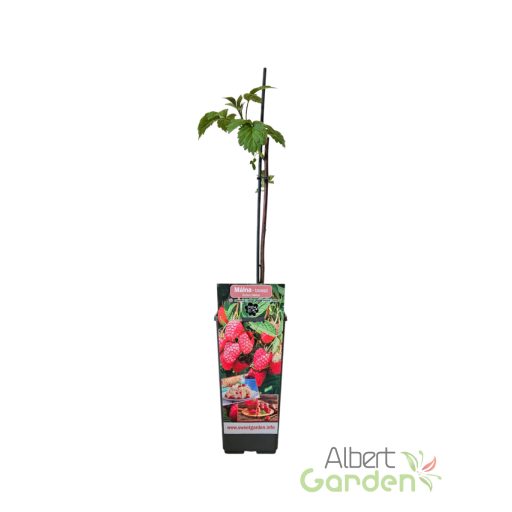 Málna-tavaszi 'Glen Ample'