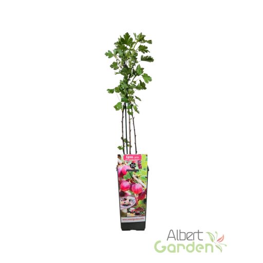 Tüskétlen egres-piros 'Ribes uva crispa 'Captivator'