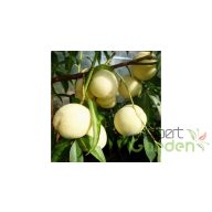 Jégbarack (balkon gyümölcsfa) 'Ice peach'