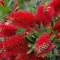 Citrom illatú kefevirág 'Callistemon laevis'