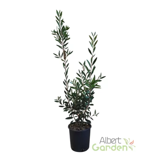 Citrom illatú kefevirág 'Callistemon laevis'