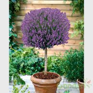 Törzses levendula 'angustifolia