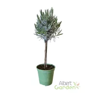 Szürke-ezüstlevelű törzses levendula angustifolia kerti cserépben, gömb korona alakban nevelve
