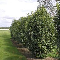 Oszlopos babérmeggy 'genolia'