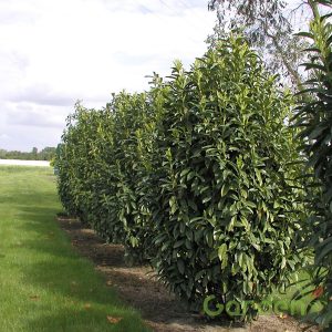 Oszlopos babérmeggy 'genolia'