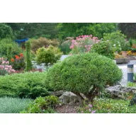 Havasi törpefenyő 'mops'