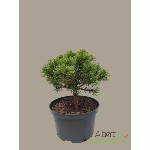 Havasi törpefenyő 'mops'