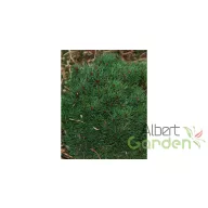 Erdeifenyő 'St. Geroge'