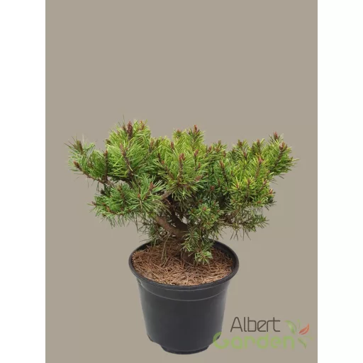 Erdeifenyő 'St. Geroge'