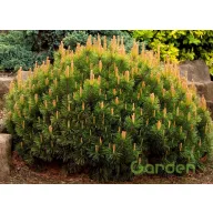 Havasi törpefenyő 'pumilio'