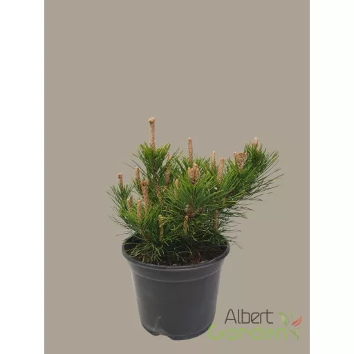Havasi törpefenyő 'pumilio'