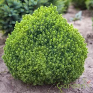 Törpe gömb lucfenyő 'tompa'