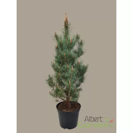 Erdeifenyő 'Watereri'