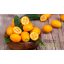 Kumquat