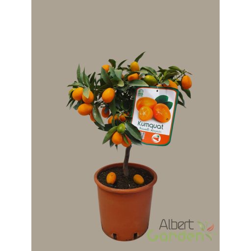 Kumquat